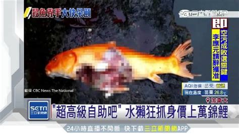 死掉的鯉魚